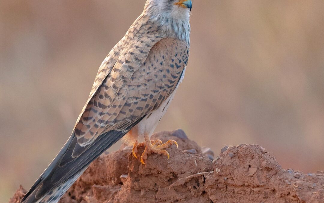 Los diferentes tipos de halcones que existen