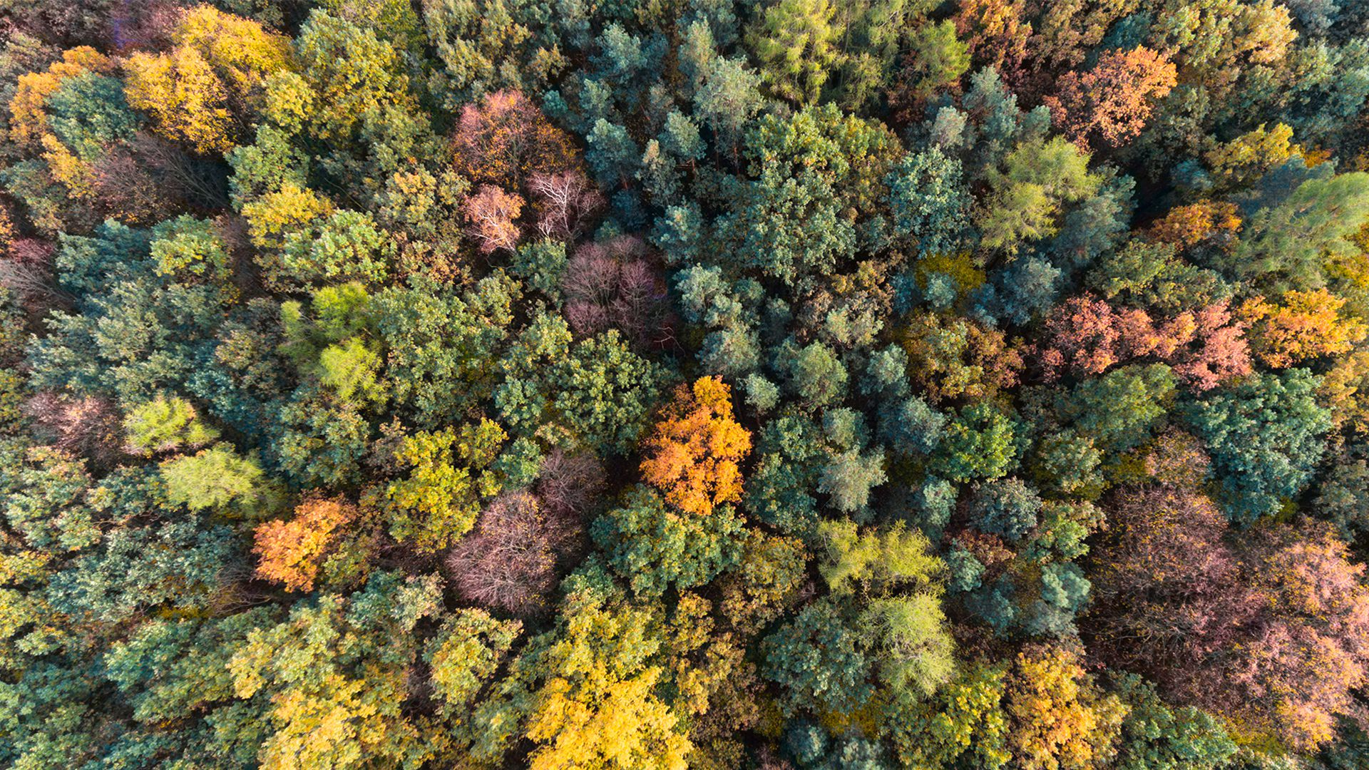 bosque-ecosistema
