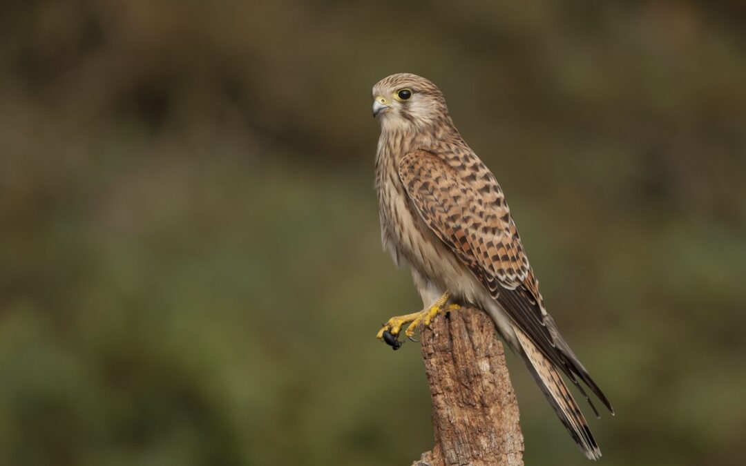 Ahuyentar aves de forma efectiva: métodos ecológicos y soluciones profesionales para empresas
