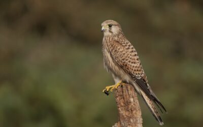 Ahuyentar aves de forma efectiva: métodos ecológicos y soluciones profesionales para empresas