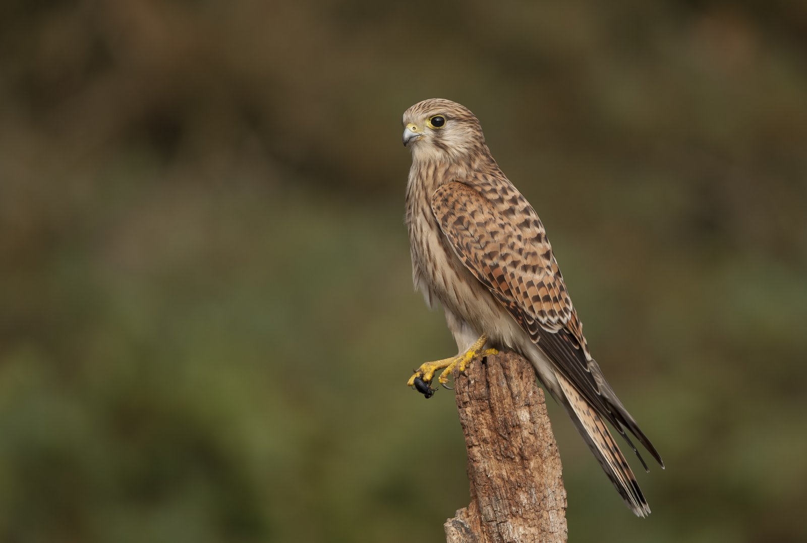 aves-rapaces