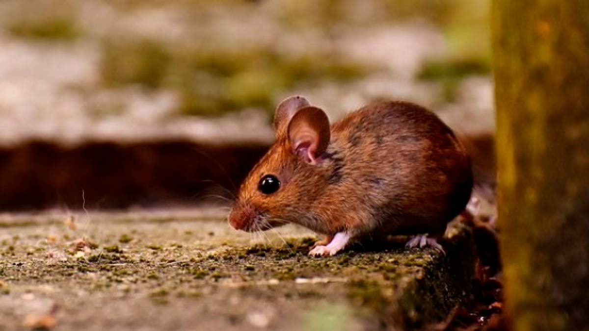 raton-servicios