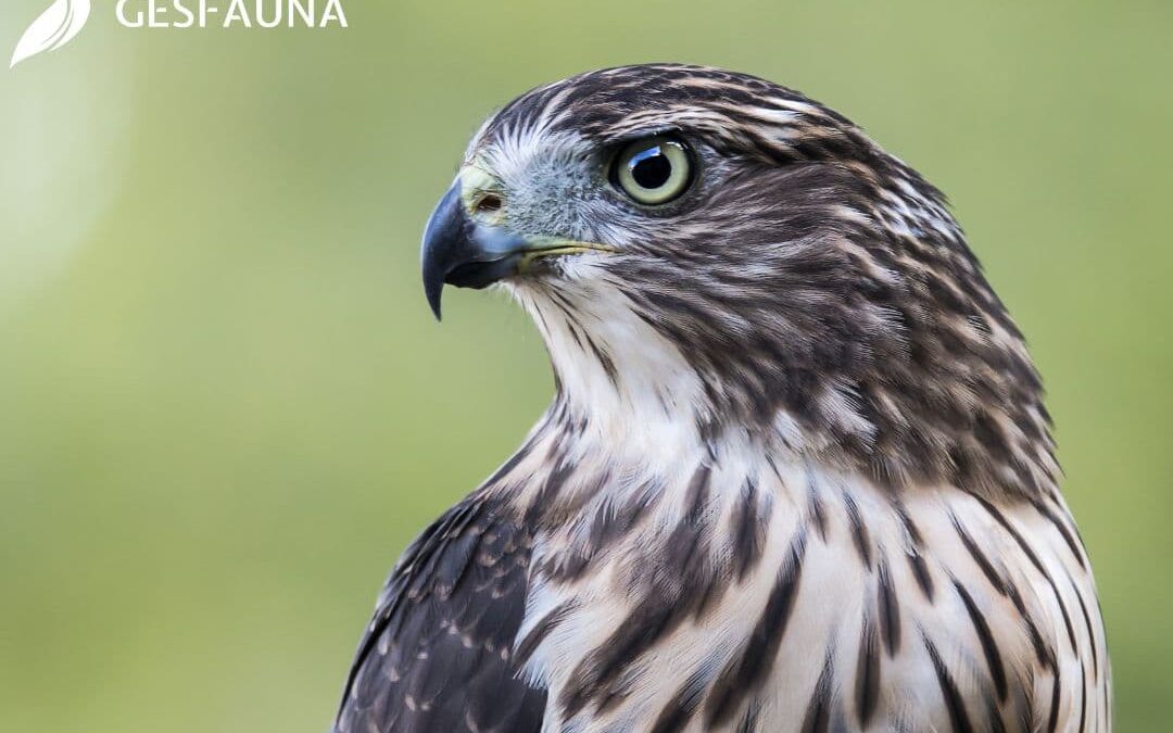 Control de aves con halcones: el método natural y sostenible para empresas y ayuntamientos