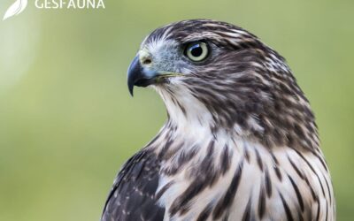 Control de aves con halcones: el método natural y sostenible para empresas y ayuntamientos