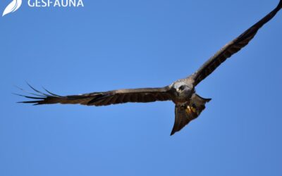 Control de fauna en aeropuertos: más que un requisito, una garantía de seguridad
