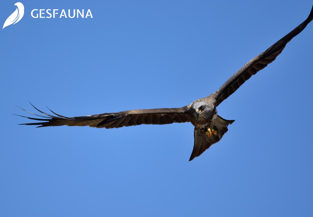 Control-de-fauna-en-aeropuertos-con-soluciones-sostenibles