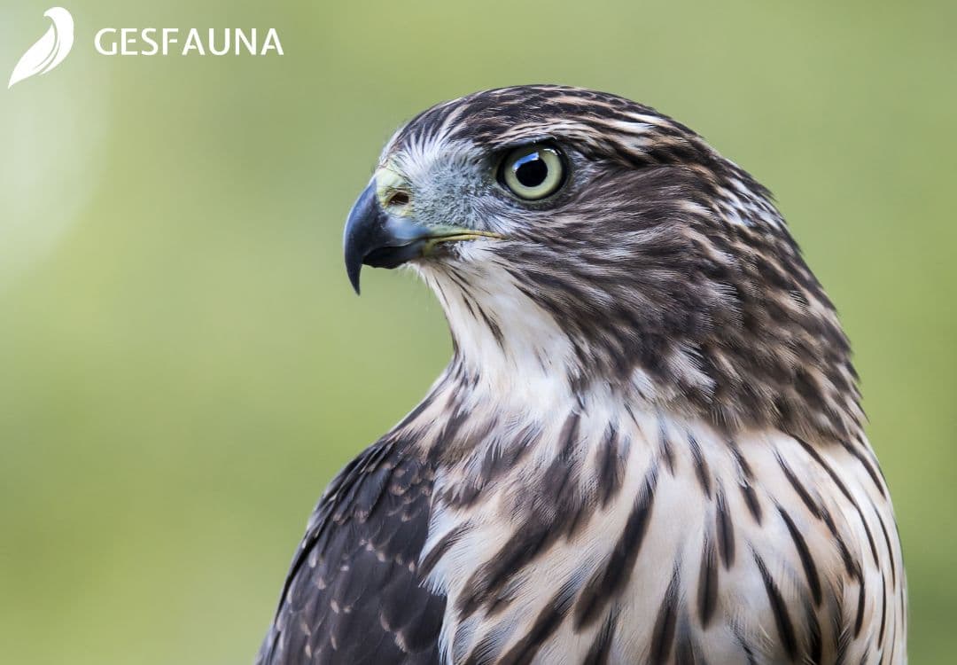 control-de-aves-con-halcones