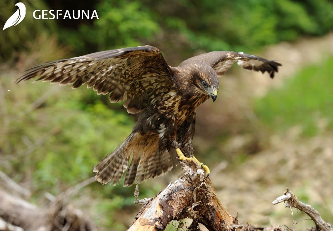 servicio-de-control-de-aves-con-halcón
