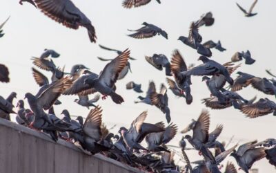 Qué factores atraen aves a las zonas urbanas y cómo mitigarlos naturalmente
