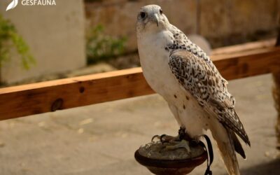 Aves rapaces para ahuyentar palomas: solución ecológica para empresas agroalimentarias
