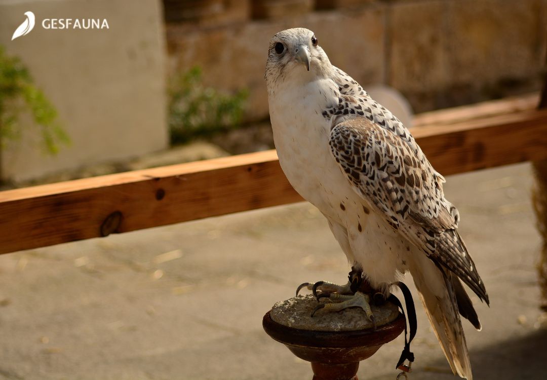Aves-rapaces-para-ahuyentar-palomas