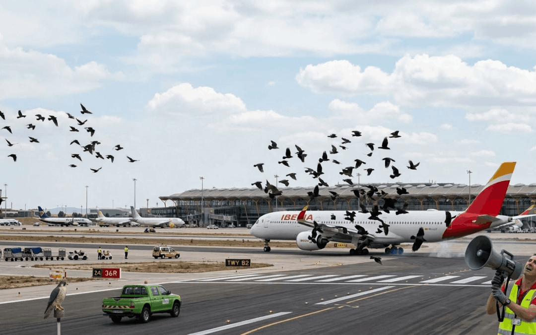 Por qué las aves representan un riesgo en los aeropuertos