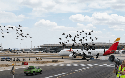 Por qué las aves representan un riesgo en los aeropuertos